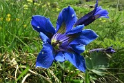 25 Genziana di Koch (Gentiana kochiana)